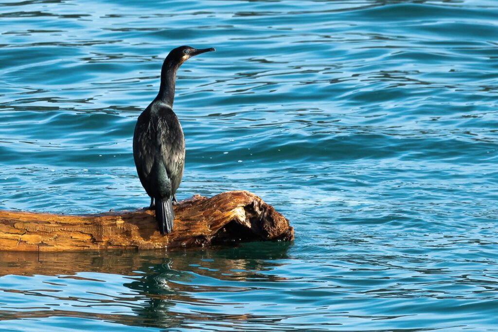 A cormorant rests on a log Feb. 10 near the Anacortes Ferry Terminal.