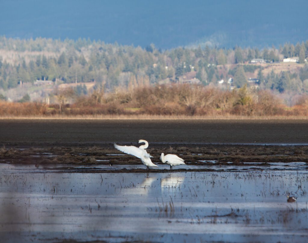 Two trumpeter swans rest in a muddy field on Feb. 22 in Skagit Valley.
