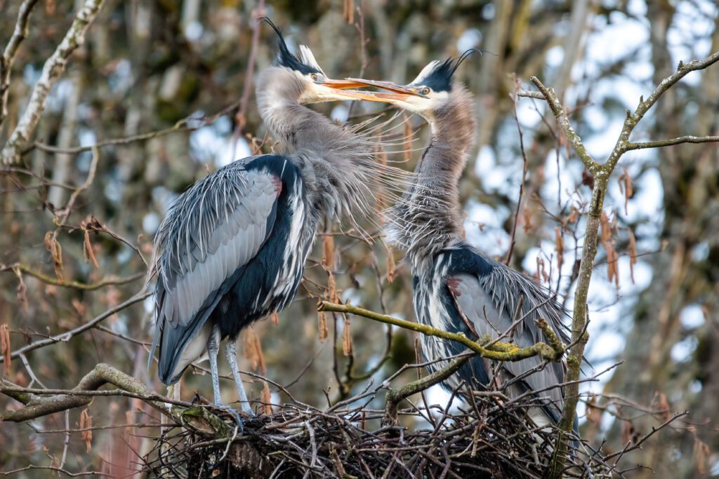 Two heron squabble in a nest on March 1 at the Post Point Heron Colony in Fairhaven.