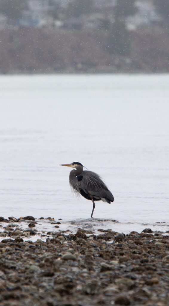 A great blue heron stands along the shore as snow falls Feb. 27 at Birch Bay State Park.