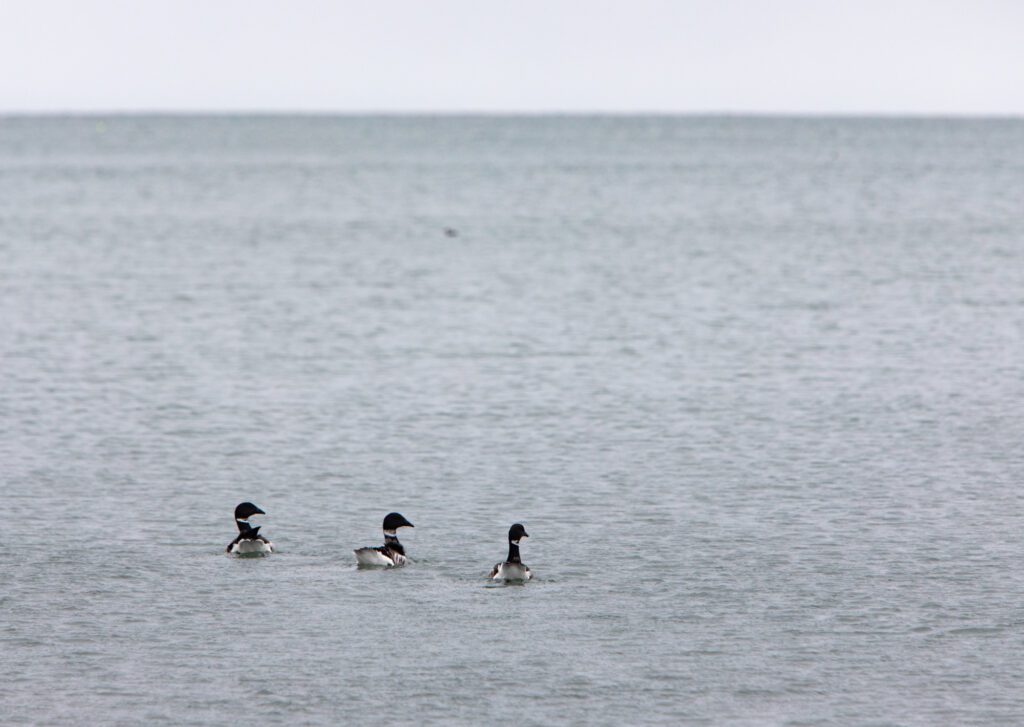 Three brant geese paddle on the shore of Birch Bay State Park on Feb. 27.