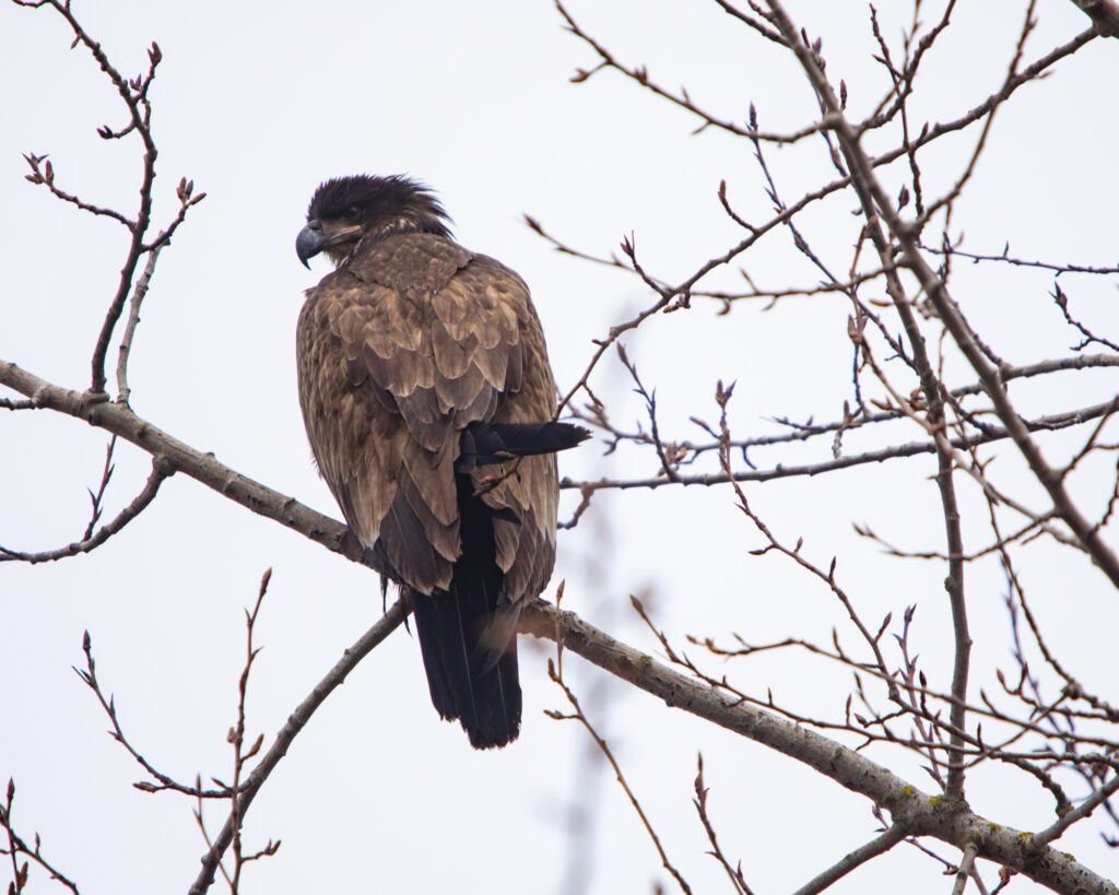 A juvenile bald eagle rests in a tree March 6 off of Lummi Shore Drive.