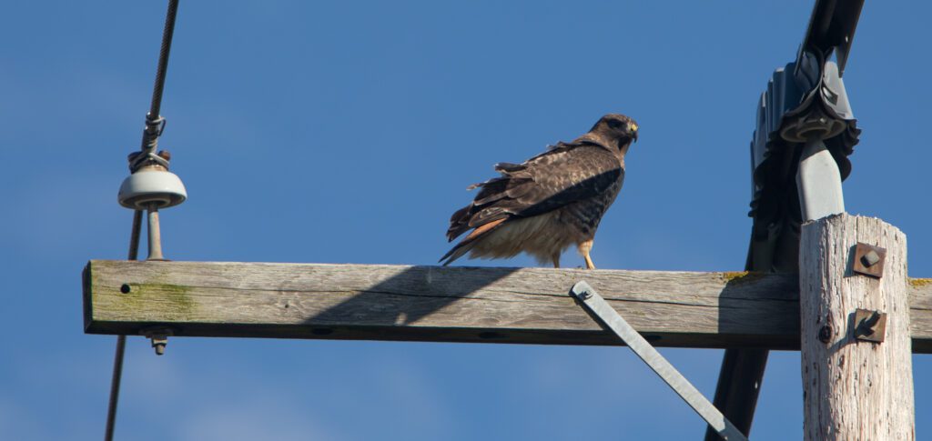 A red-tailed hawk perches on a telephone pole Feb. 22 in Skagit Valley.