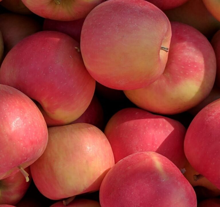 Featuring a pink blush over a yellow background, WA 64 combines qualities of Honeycrisp and Cripps Pink for a firm, sweet and tart bite. A naming contest runs through May 5.
