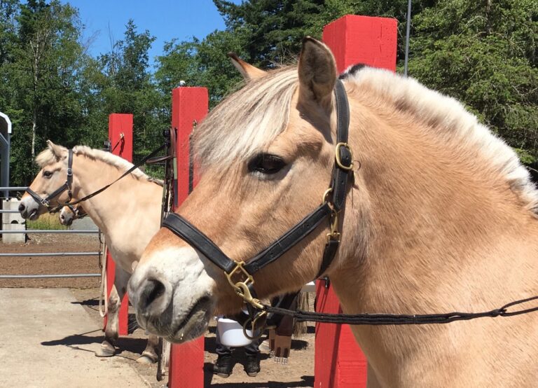 Kleng Horse, Bellingham Washington Obituary